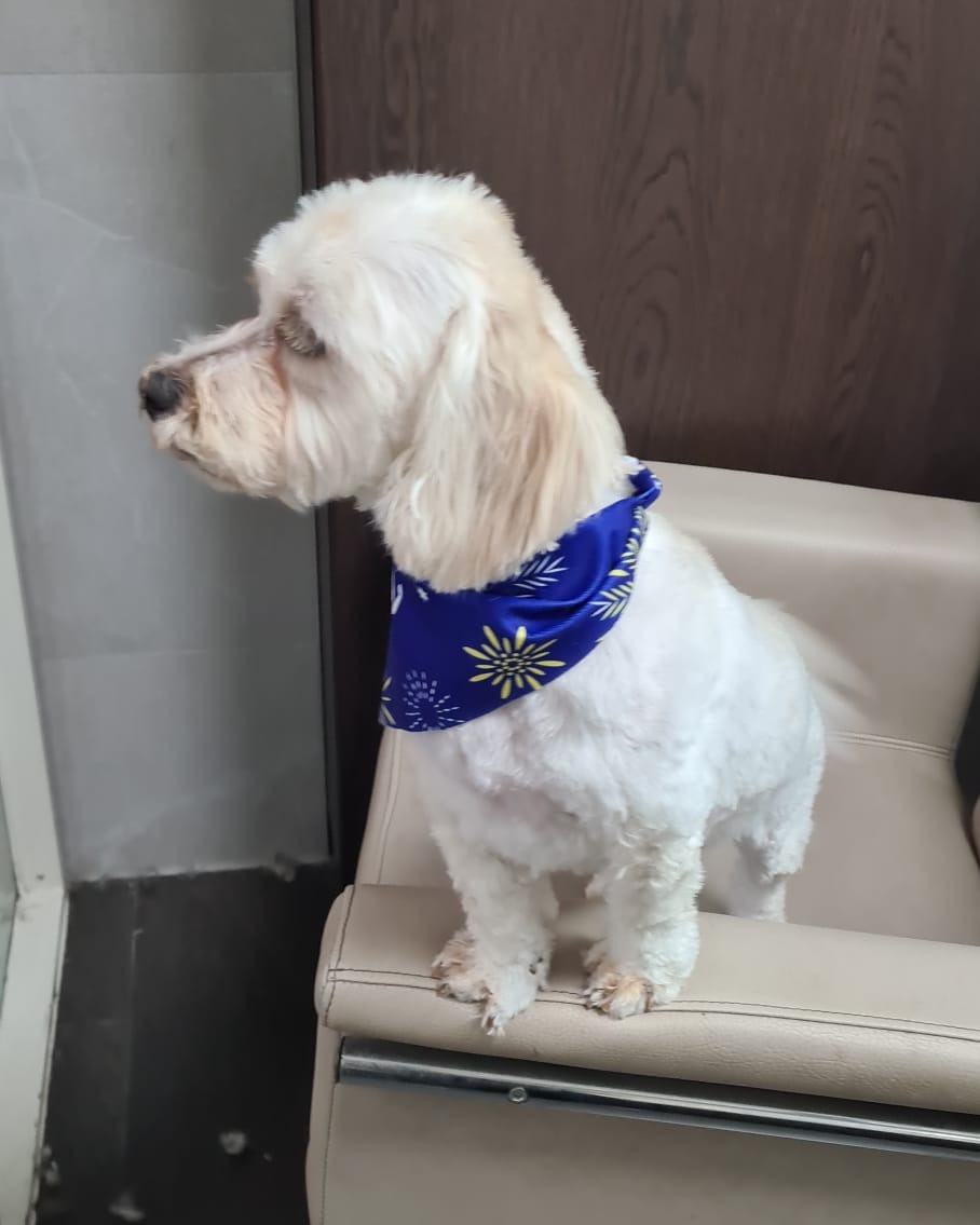 Een pas geknipte witte hond met een blauwe bandana zit op de stoel in de salon