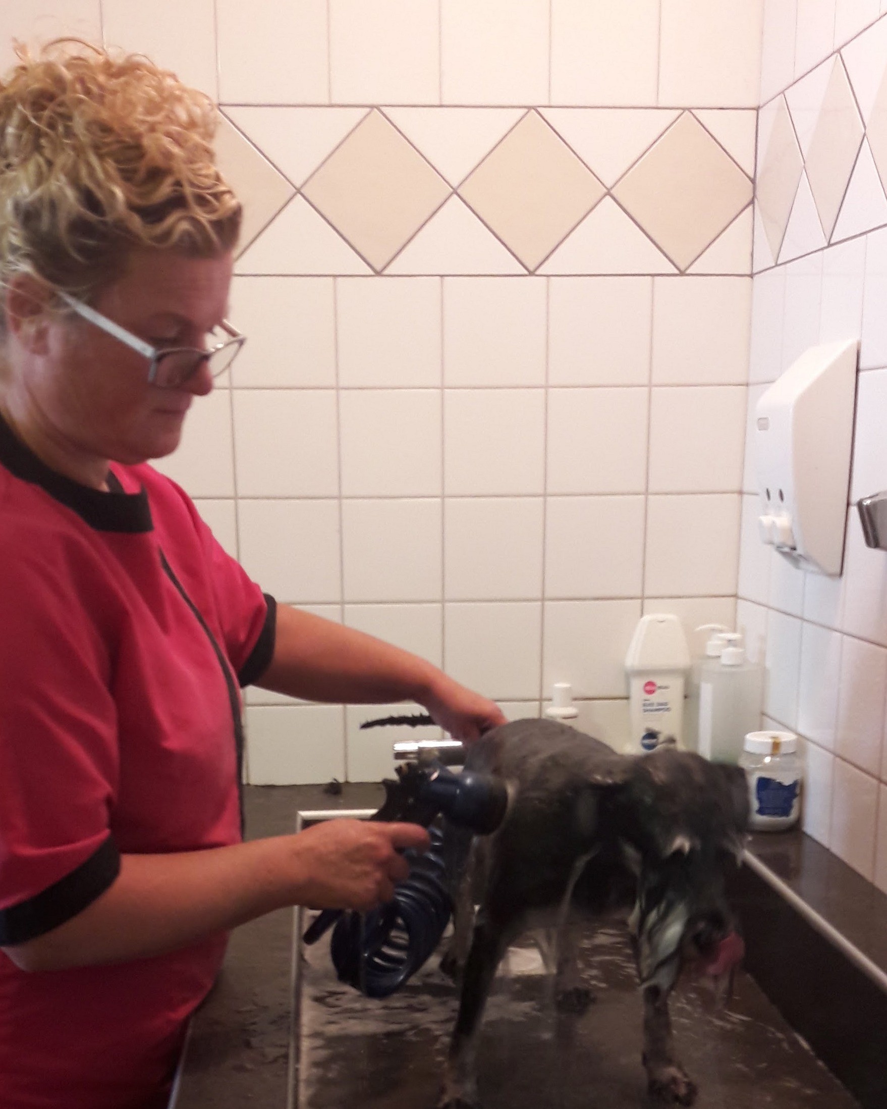 De trimster wast een hond aan de wasbak, met de spuitkop in de hand